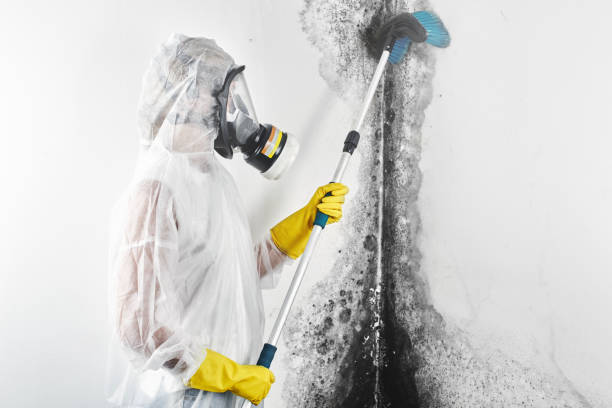 West Tawakoni, TX Mold Removal Company