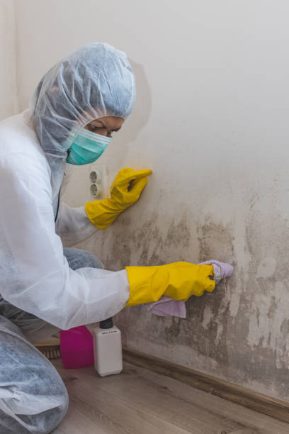 Environmental Consulting for Mold Prevention in West Tawakoni, TX