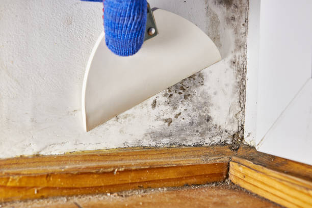 Best Commercial Mold Inspection  in West Tawakoni, TX