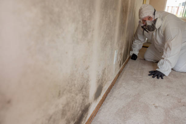 Mold Remediation for Vacation Homes in West Tawakoni, TX
